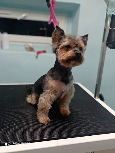 Spa zwierzaka Lilu, psi fryzjer, groomer , fryzjer dla psów, psi fryzjer Jaworzno, trymowanie